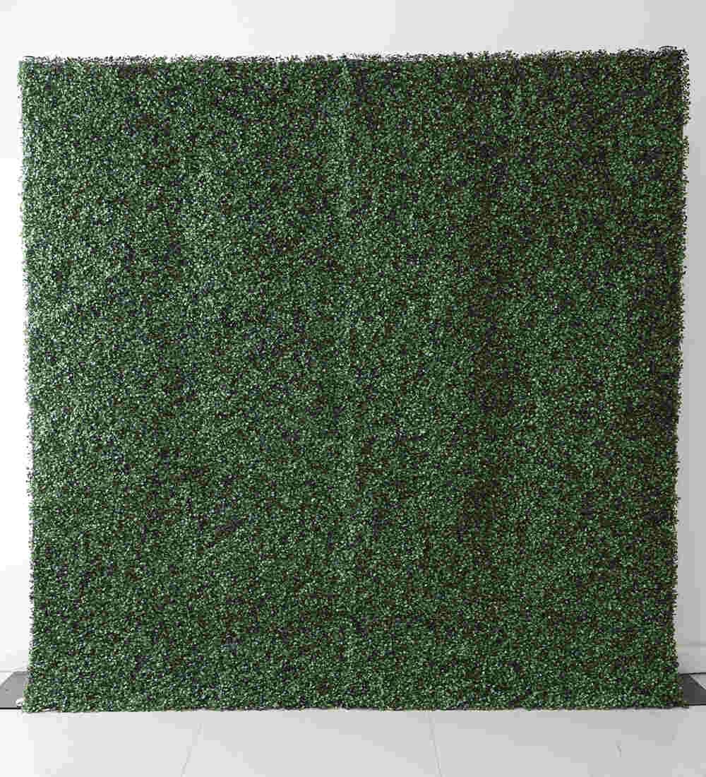 Boxwood hedge greenery wall rental